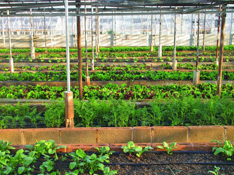 農(nóng)田小氣候觀測(cè)站為什么能增加農(nóng)業(yè)收入？